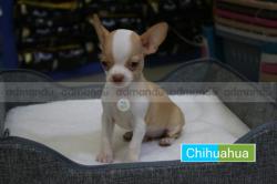 Chihuahua puppy price in Nepal