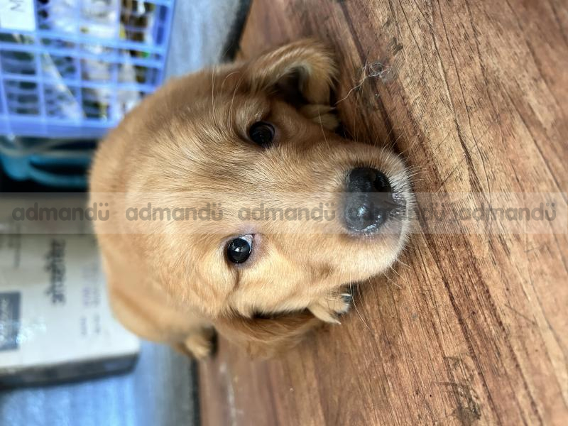 Golden Retriever Puppy
