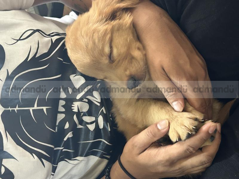 Golden Retriever Puppy