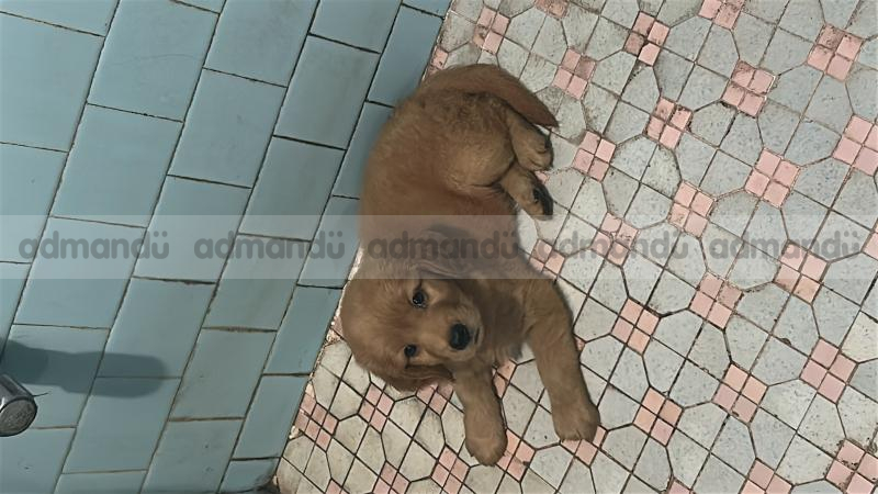 Golden Retriever Puppy