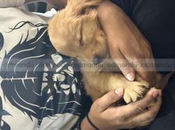 Golden Retriever Puppy