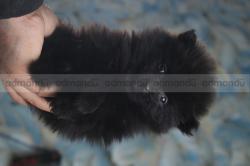 Z- Black Pomeranian puppy in Kathmandu 