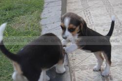 Beagle puppy in Kathmandu 
