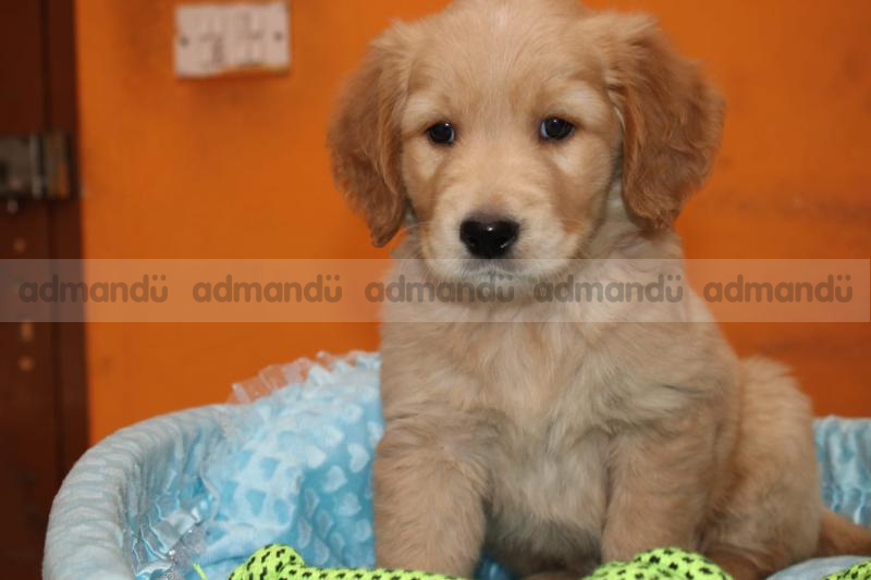 Golden Retriever puppies in kathmandu 