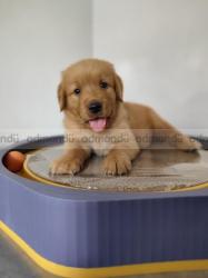 Golden Retriever puppies in kathmandu 