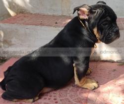 Exotic Bully Male Pup on Sale 