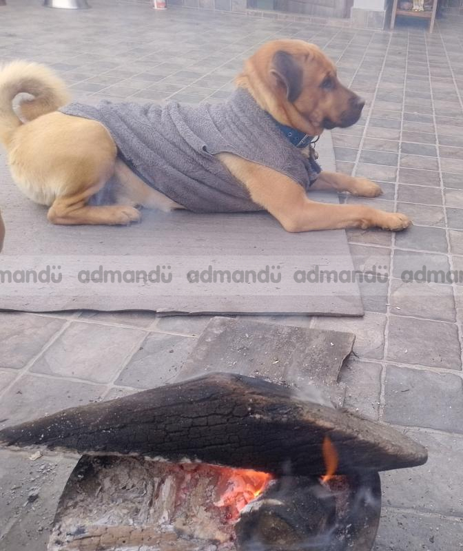 Dog