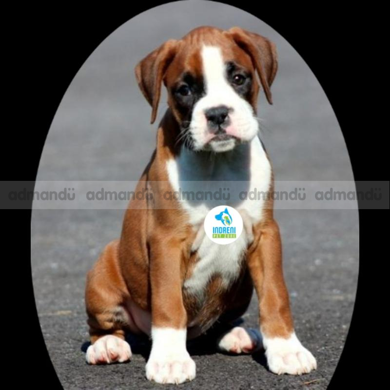 Boxer Puppies In Nepal