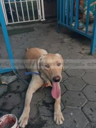 Labrador retriever male just at 8000