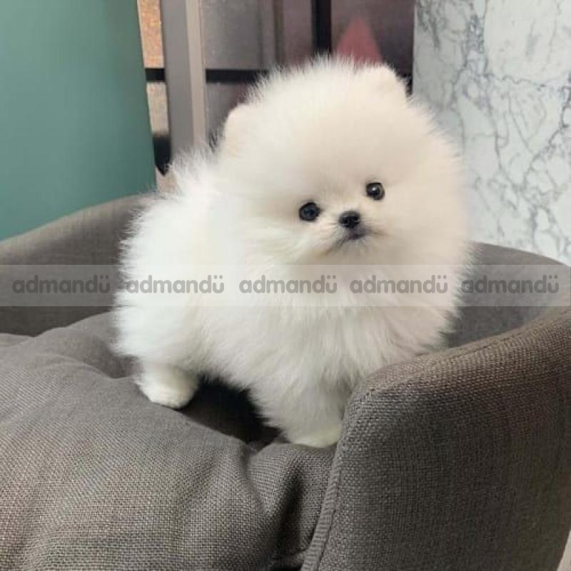 Toy Pomeranian puppies in kathmandu 