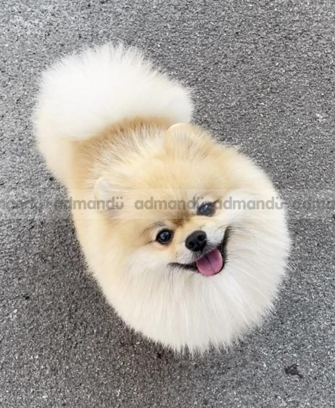 Toy Pomeranian puppies in kathmandu 