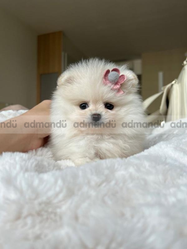 Toy Pomeranian puppies in kathmandu 
