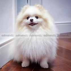 Toy Pomeranian puppies in kathmandu 