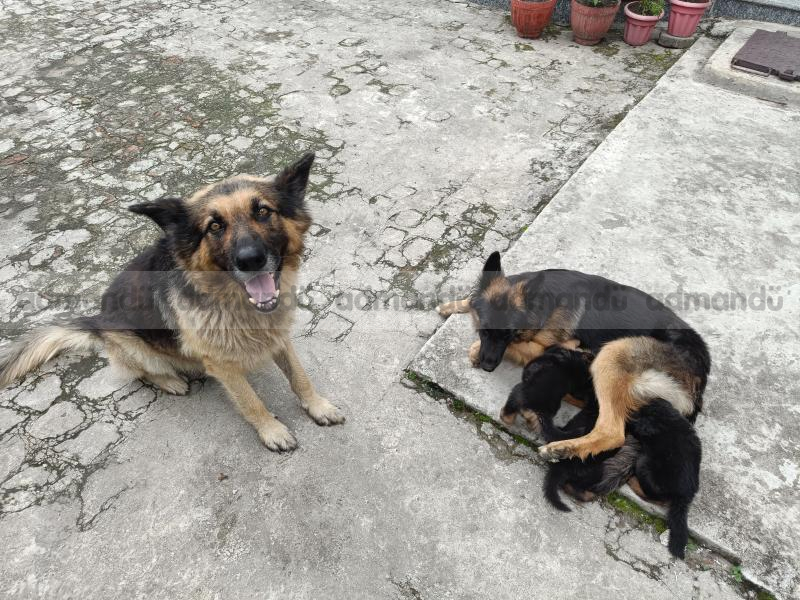 Double coated big bone GERMAN SHEPHERD 