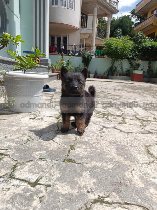 Double coated big bone GERMAN SHEPHERD 