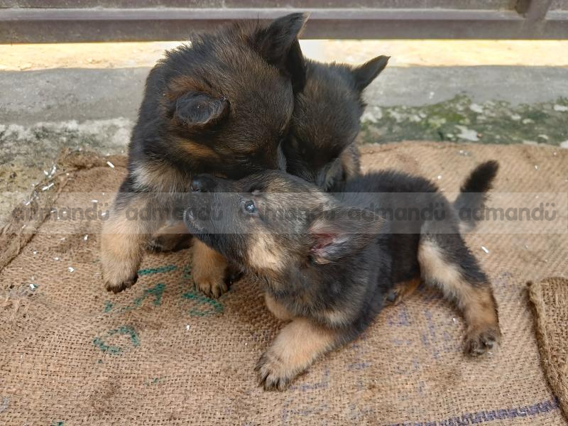 Double coated big bone GERMAN SHEPHERD 