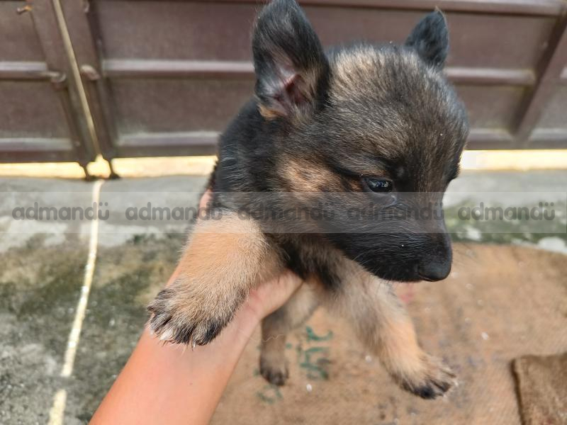 Double coated big bone GERMAN SHEPHERD 