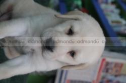 LABRADOR PUPPY ONLY AT 9.5K