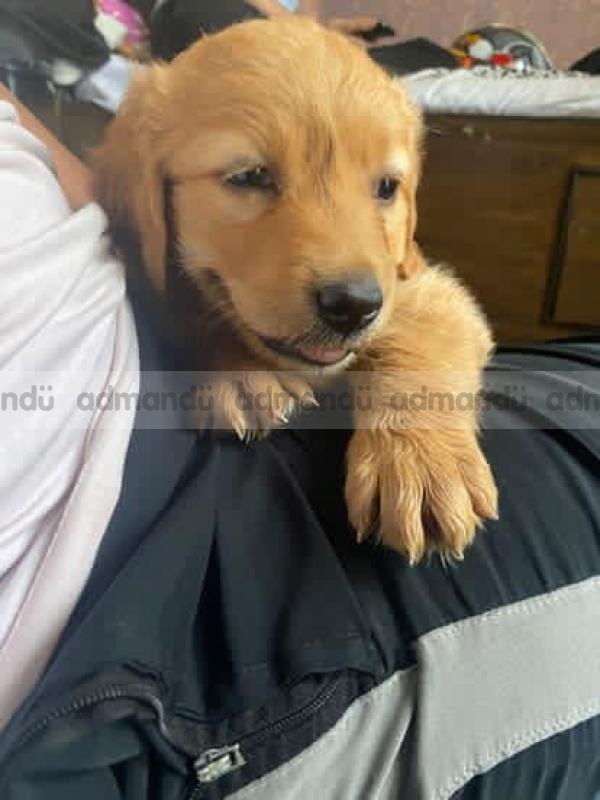 Golden retriever male for sale for just 18k 