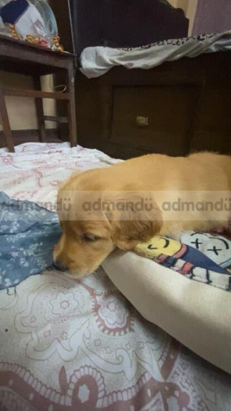 Golden retriever male for sale for just 18k 