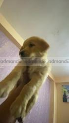 Golden retriever male for sale for just 18k 