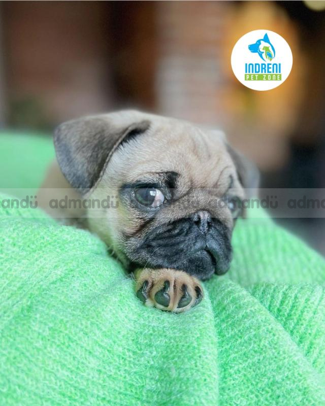 Pug puppies price in kathmandu 