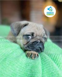 Pug puppies price in kathmandu 