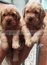 Golden retriever 