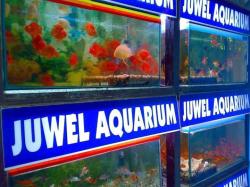 Juwel Aquarium 